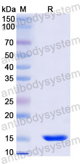 Валидация SDS-PAGE - AntibodySystem RHG31401