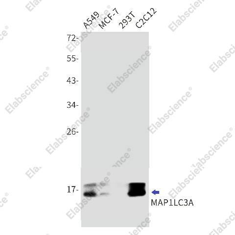 Вестерн-блоттинг, LC3A, клетки A549, MCF-7, 293T, C2C12