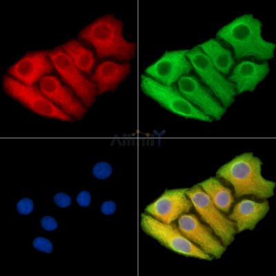 Валидация Affinity DF14974 - 11175