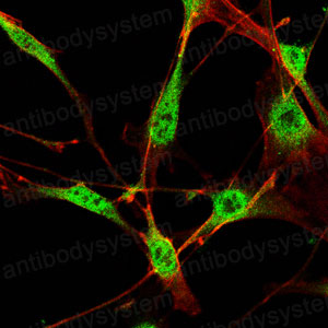 Валидация IF - AntibodySystem RHE57501 (890)