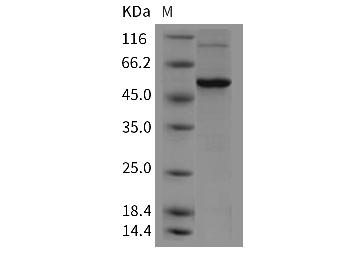 Валидация Elabscience PKSM040354(4358)