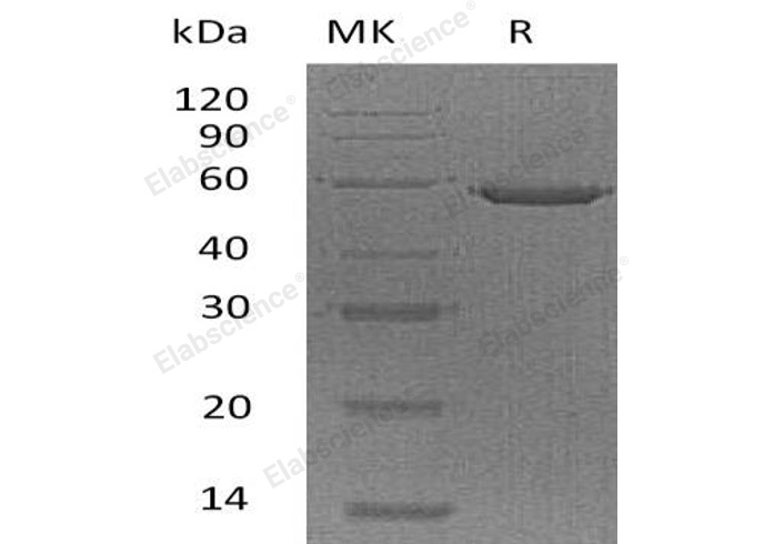 Валидация Elabscience PKSH032393(2875)