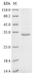 SDS-PAGE