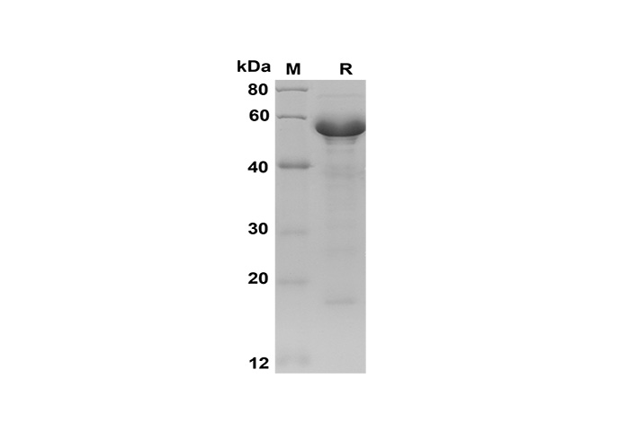 Валидация Elabscience PDEH100579(91)
