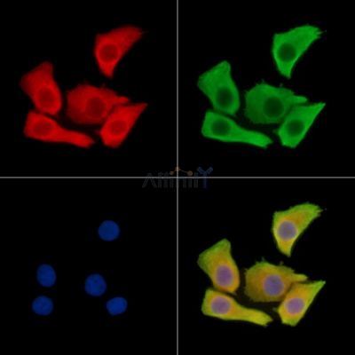 Валидация Affinity DF14962 - 11158