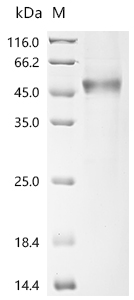 SDS-PAGE