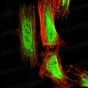Валидация IF - AntibodySystem RHD09804