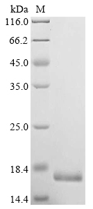 SDS-PAGE