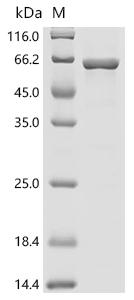 SDS-PAGE