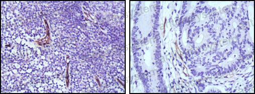 Валидация AntibodySystem RHD84202 (1843)