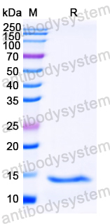 YWK85701, SDS-PAGE
