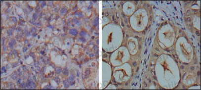 Валидация AntibodySystem RHC09001 (607)