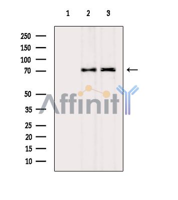 Валидация Affinity DF14538 - 10531