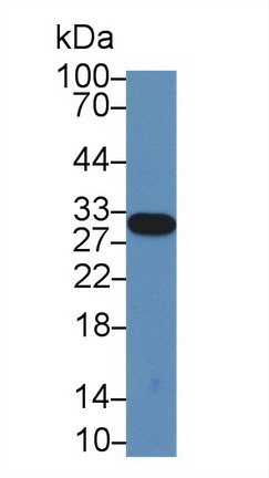 9783