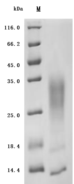 SDS-PAGE