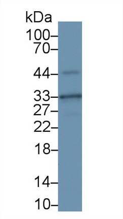 13011