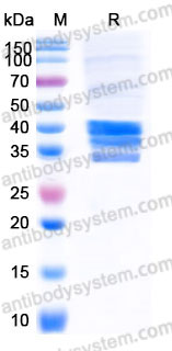 EHD36303, SDS-PAGE