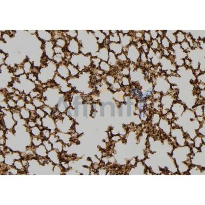 Валидация Affinity DF6101 - 17316