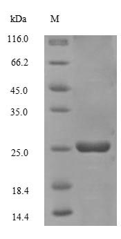 SDS-PAGE