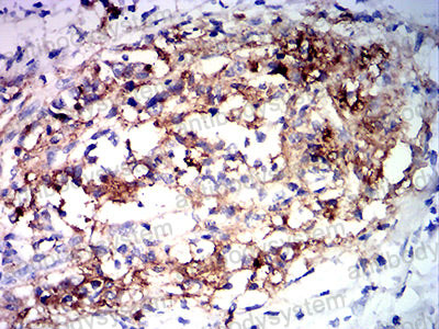 Валидация AntibodySystem RHF96003 (2750)