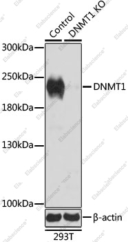 Вестерн-блоттинг, DNMT1, клетки 293T