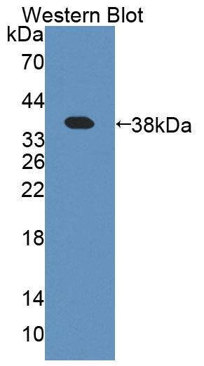 59325