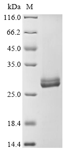 SDS-PAGE