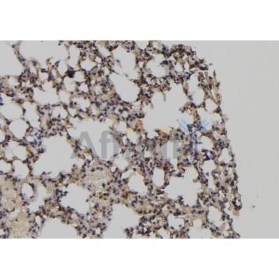 Валидация Affinity DF9320 - 21791