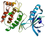 Receptor Tyrosine Kinase Like Orphan Receptor 1 (ROR1) Receptor Tyrosine Kinase Like Orphan Receptor 1 (ROR1)