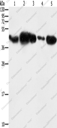 Вестерн-блоттинг, PGK2, клетки HepG2, ткань плаценты человека, клетки 293T, ткань яичка человека, клетки NIH/3T3