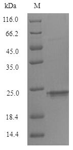 SDS-PAGE