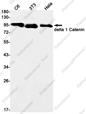 Вестерн-блоттинг, delta 1 Catenin, клетки C6, 3T3, HeLa