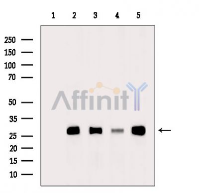 Валидация Affinity DF13847 - 9552
