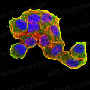 Валидация IF - AntibodySystem RHN98302