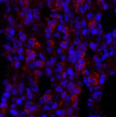 Валидация Elabscience E-AB-31374