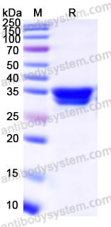 Валидация AntibodySystem YHA75501