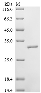 SDS-PAGE
