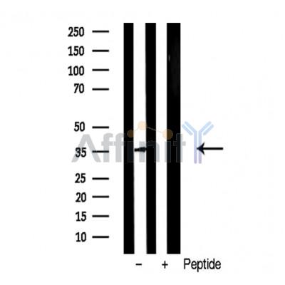 Валидация Affinity AF4010 - 2116