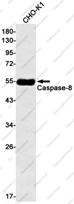 Вестерн-блоттинг, Caspase-8, клетки CHO-K1
