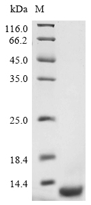 SDS-PAGE