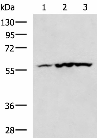 Валидация Elabscience E-AB-17765