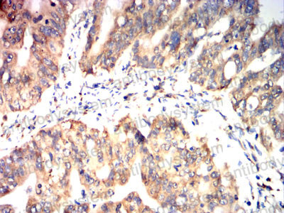 Валидация AntibodySystem RHC24103 (811)