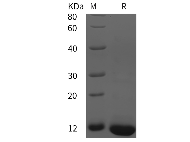 Валидация Elabscience PDEH100904(332)