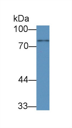 8644