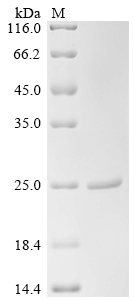 SDS-PAGE