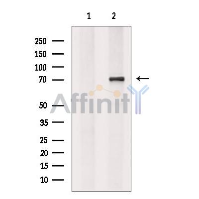 Валидация Affinity DF13343 - 8542