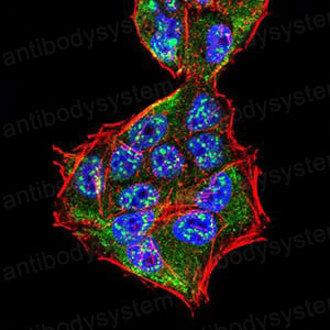 Валидация IF - AntibodySystem RHK41801