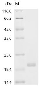 SDS-PAGE