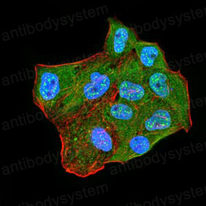 Валидация IF - AntibodySystem RHG90002