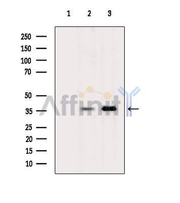 Валидация Affinity DF10293 - 5906